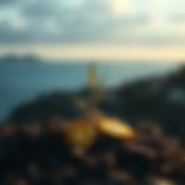 Future prospects of Taproot in cryptocurrency